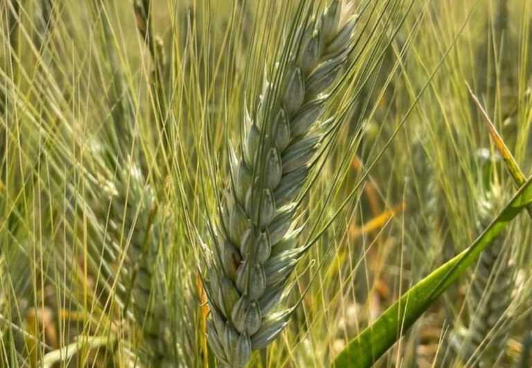 Grano di Puglia, nel 2022 prodotte solo 759mila tonnellate: la resa più bassa degli ultimi 10 anni