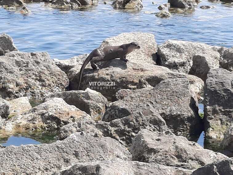Una lontra a spasso sulla foce dell’Ofanto, l’eccezionale avvistamento a Barletta