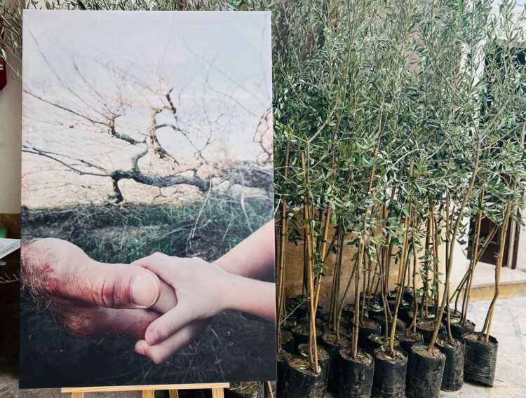 Carmiano: tremila olivi per rilanciare l’economia e sostenere gli imprenditori colpiti da Xylella