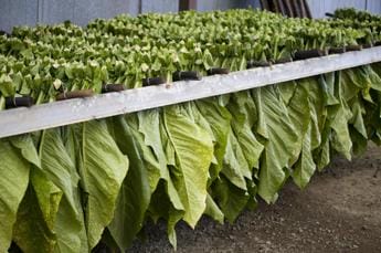 Philip Morris, il più importante acquirente di tabacco in Campania