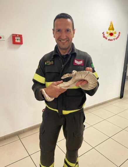 Galleria foto 'Brindisi, un pitone nel vano motore di un’auto: recuperato dai vigili del fuoco' - foto 1