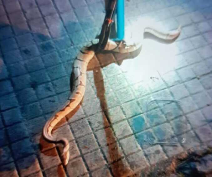 Brindisi, un pitone nel vano motore di un’auto: recuperato dai vigili del fuoco
