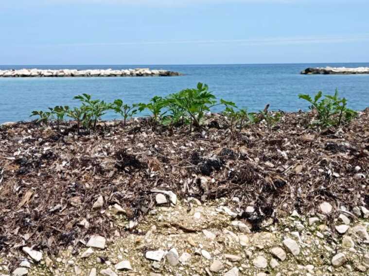 Piantine di pomodoro nate dalla focaccia barese? La curiosa scoperta sul lungomare