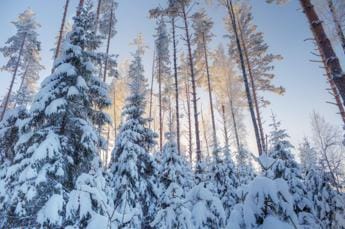 Usa, bambino sopravvive due giorni nella foresta mangiando neve