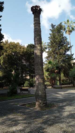 Galleria foto 'Alberi secchi e pericolanti nella Villa comunale di Lecce: ne saranno rimossi cinque – FOTO' - foto 2