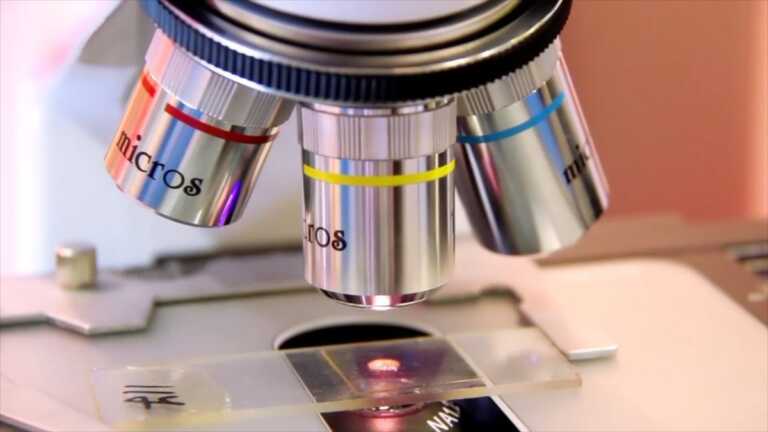 Galleria foto 'Microbiota intestinale, una dieta varia per tenerlo in buona salute' - foto 1