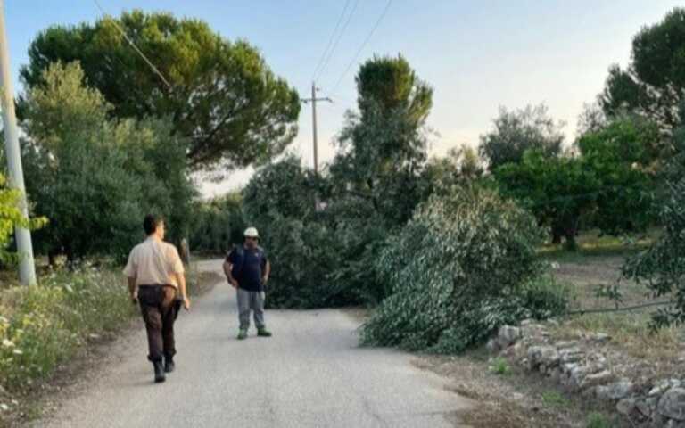 Strage di ulivi a Terlizzi: presi di mira alberi secolari e giovani piante. Coldiretti: «Vili danneggiamenti» – FOTO