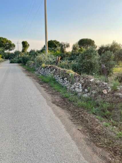 Galleria foto 'Strage di ulivi a Terlizzi: presi di mira alberi secolari e giovani piante. Coldiretti: «Vili danneggiamenti» – FOTO' - foto 5