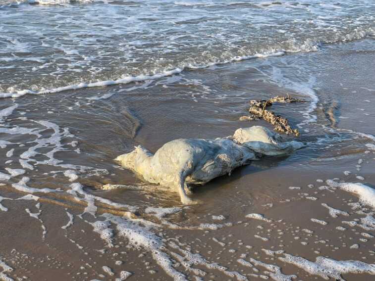 Rifiuti dell’alluvione in Emilia Romagna trascinati dalle correnti fin sulle spiagge del Gargano – VIDEO