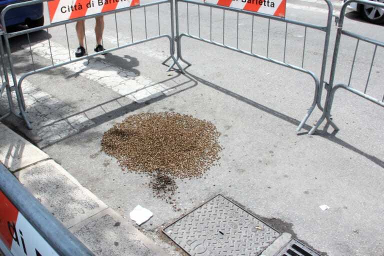 Barletta, uno sciame d’api si posa sull’asfalto in via III Novembre: transennata l’area