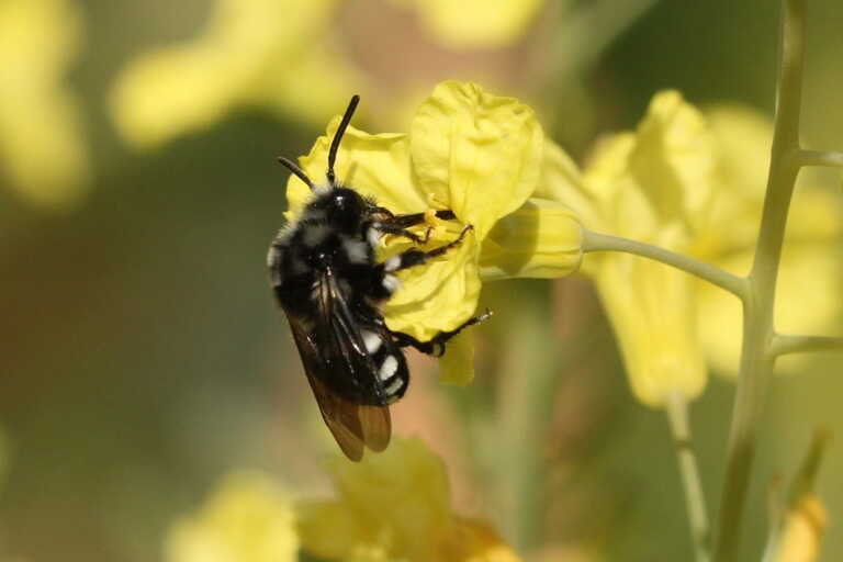 Due giorni per la tutela di api e farfalle nel Parco dell’Alta Murgia. Tarantini: «Svolgono un ruolo cruciale»