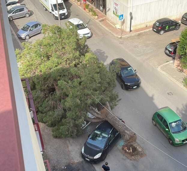 Paura a Rutigliano, albero collassa su due auto parcheggiate: «Poteva essere una tragedia»