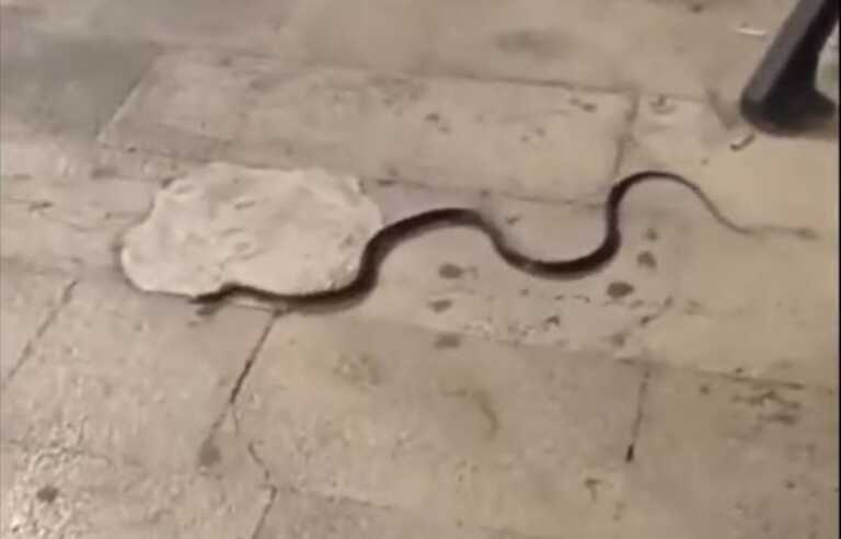 Bari, un serpente si aggira in corso Vittorio Emanuele: le immagini diventano virali – VIDEO