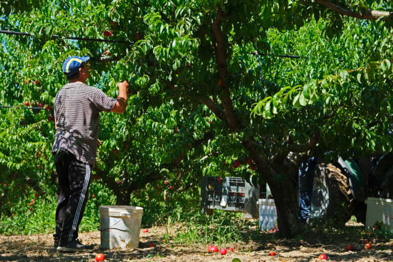 Protestano gli agricoltori in Puglia: nel mirino crisi finanziaria e consorzi di bonifica commissariati