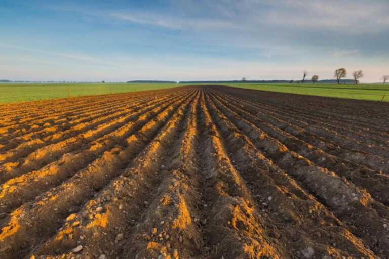 Agricoltura, ecco l’ordinanza di Emiliano: vietato lavorare nei campi dalle 12:30 alle 16
