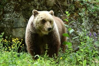 Galleria foto 'Albosaggia, si trovano l’orso a 100 metri: attimi di paura per una famiglia' - foto 1