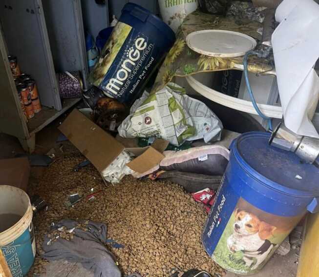 Raid nella notte al rifugio di Ugento, cani massacrati di botte: «Sono spariti due animali»