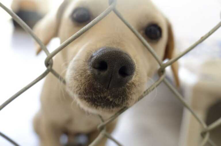 Alberobello, niente Tari per chi adotta un cane: il regolamento per combattere il randagismo