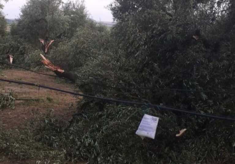 Clima folle, a rischio il 70% del raccolto. La Regione Puglia pronta a chiedere lo stato di calamità – VIDEO