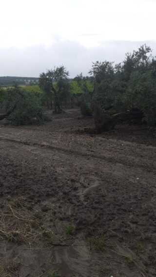 Galleria foto 'Clima folle, a rischio il 70% del raccolto. La Regione Puglia pronta a chiedere lo stato di calamità – VIDEO' - foto 12