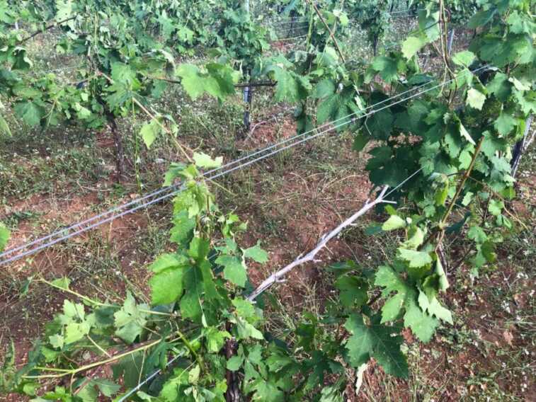 Maltempo, in Puglia 9 eventi estremi nell’ultima settimana. Coldiretti: «Danni ingenti nelle campagne»