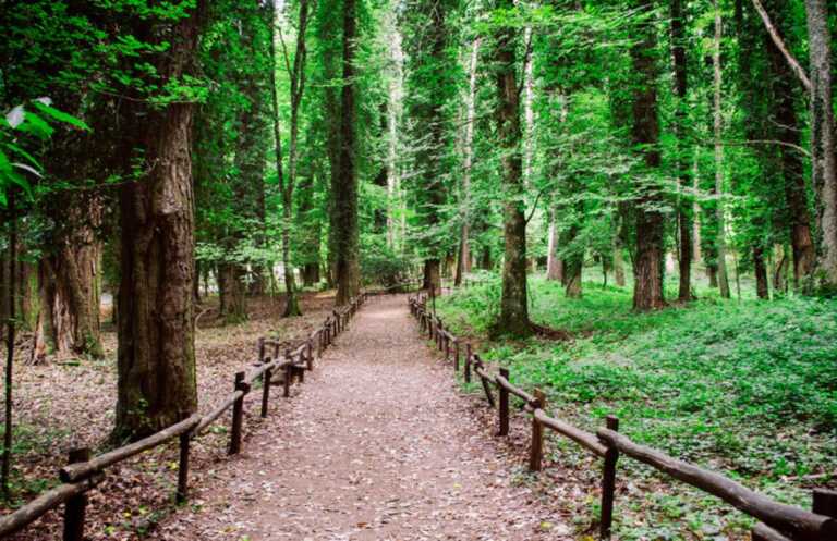 La musica nella natura, quattro concerti in Foresta Umbra a partire dal 17 giugno