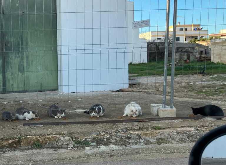 Galleria foto 'Orrore a Gagliano del Capo: una colonia di gattini sterminati con del veleno' - foto 1