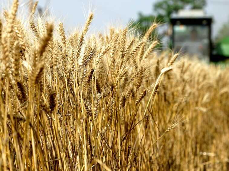 Nave canadese scarica grano al porto di Bari, blitz degli agricoltori: «Oltraggio per i produttori pugliesi»