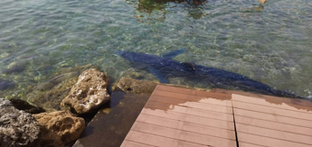 Galleria foto 'Palermo, avvistato squalo azzurro in riva' - foto 1