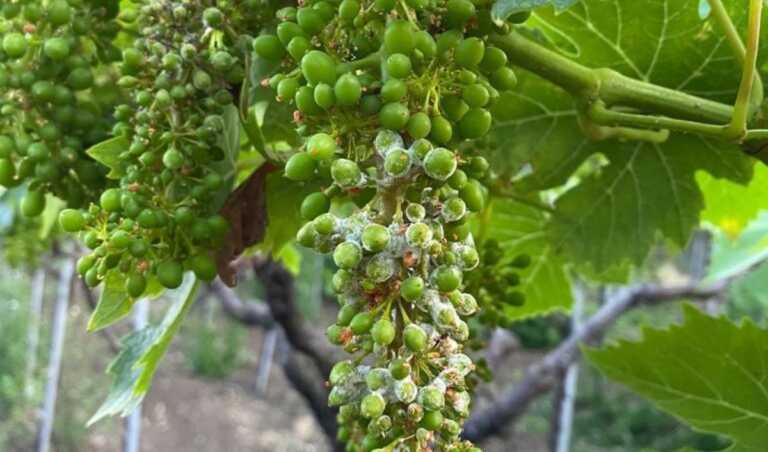 Vigneti sotto attacco della peronospora in Puglia: a rischio il 50% delle giornate di lavoro nei campi