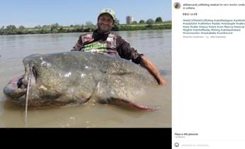 Galleria foto 'Pesce gatto da record catturato nel Po, è lungo quasi 3 metri – Video' - foto 1