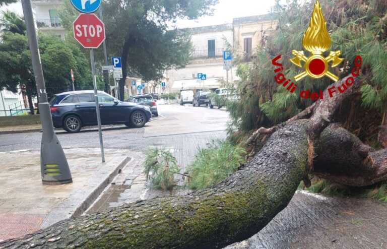 Lecce, paura in via Casotti: un grosso pino si abbatte sulla carreggiata. Intervengono i vigili del fuoco