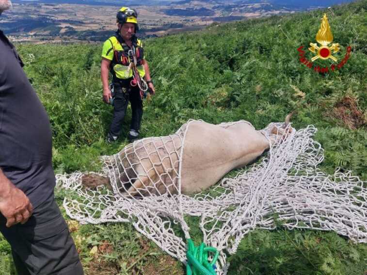 Muro Lucano, bovino bloccato in montagna dopo essersi perso: salvato con un elicottero – VIDEO