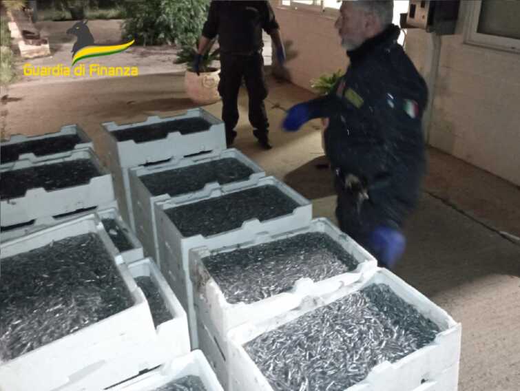 Matera, sequestrate due tonnellate di “bianchetto”: pescato illegalmente avrebbe fruttato 100mila euro