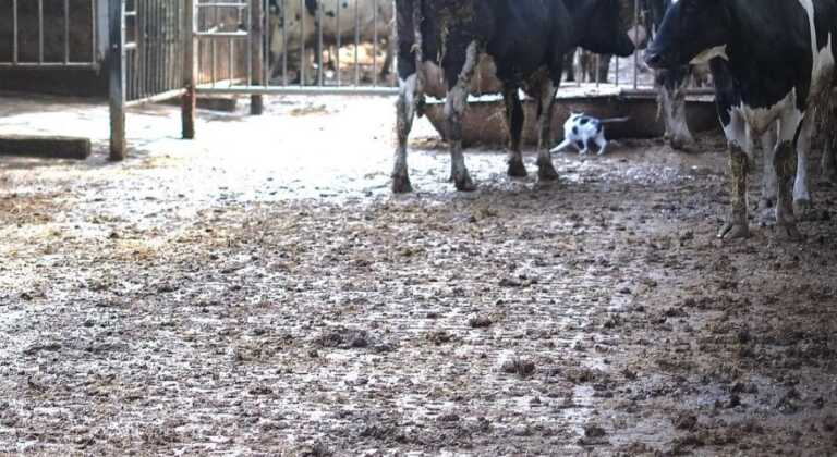 Animali tra rifiuti e letame e opere edilizie in amianto in un’azienda di Ruvo: sigilli alla struttura