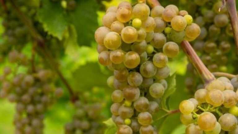 Seconda edizione de L’Uva Noscia: Grottaglie omaggia e propone i prodotti del suo territorio
