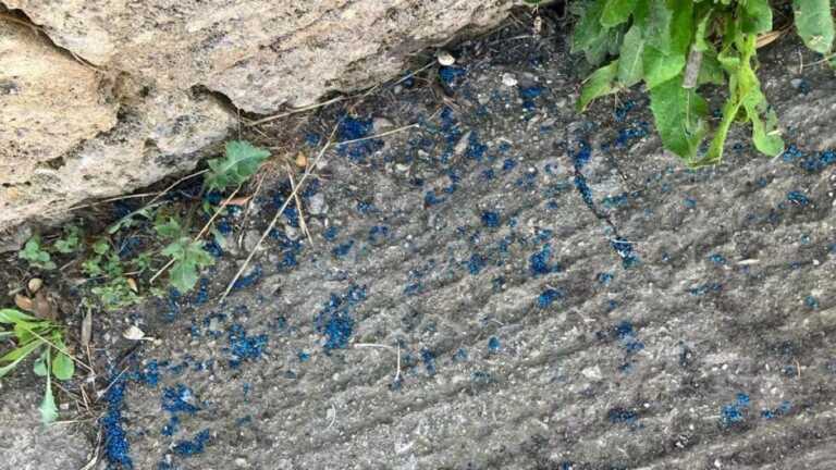 Orrore a Gagliano del Capo: una colonia di gattini sterminati con del veleno
