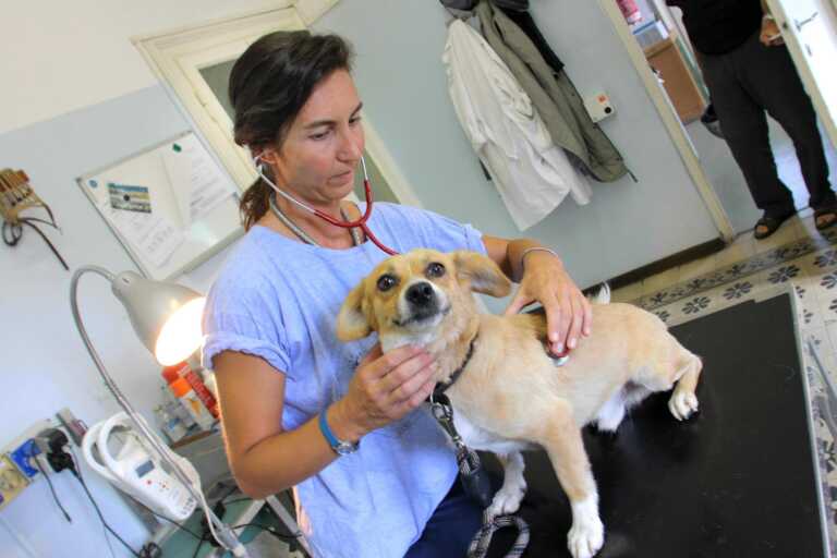 Un ospedale veterinario pubblico in ogni provincia pugliese: approvata la mozione in Consiglio regionale