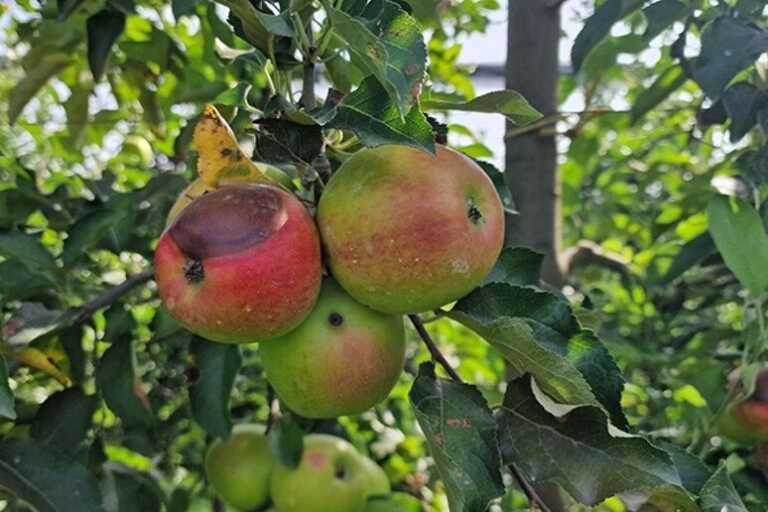 Galleria foto 'Il caldo brucia frutta e ortaggi, perso il 90% della produzione' - foto 1