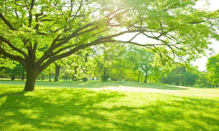 Alberi per il futuro 2023. Il bando Regione Puglia per accrescere le aree verdi urbane