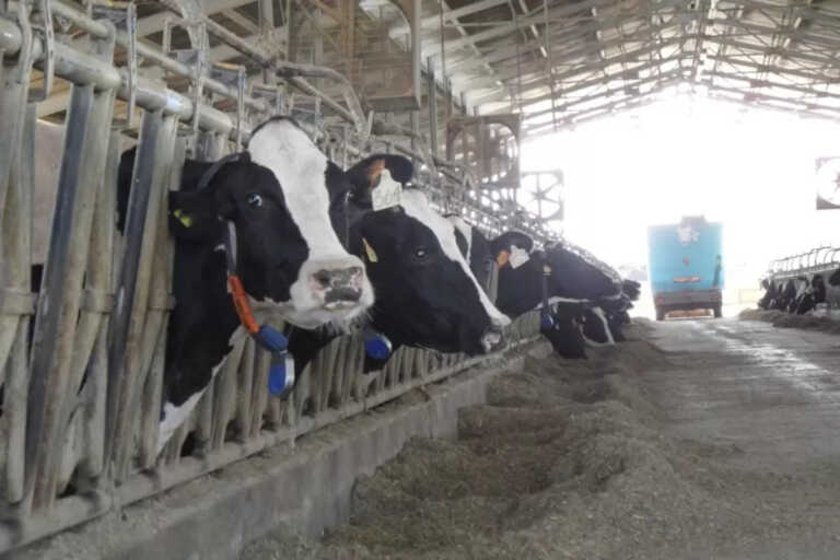 La provincia di Lecce indenne da tubercolosi bovina: «Importante per valorizzare aziende zootecniche»
