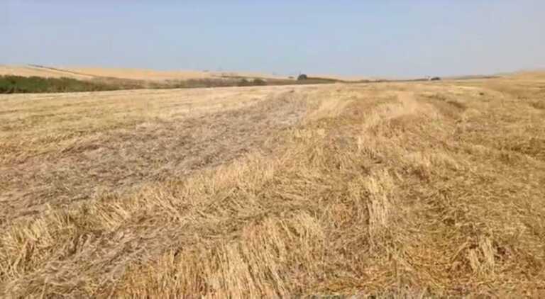 Furti di grano nelle campagne pugliesi: i ladri agiscono di notte con la mietitrebbia. Denunce a Spinazzola