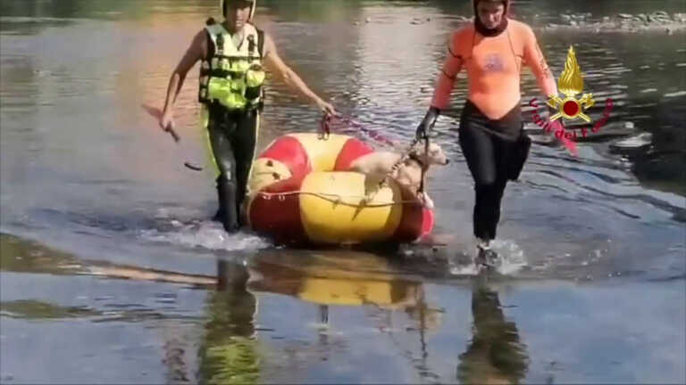 Galleria foto 'Vigili del fuoco salvano cane in pericolo sul fiume Serchio a Lucca' - foto 1