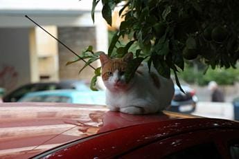 Galleria foto 'Aviaria, Oms: in Polonia primo focolaio nei gatti' - foto 1