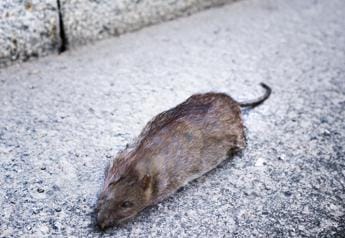 Galleria foto 'Caldo, allarme topi in città. Medici: “Più rischi per 40 malattie”' - foto 1