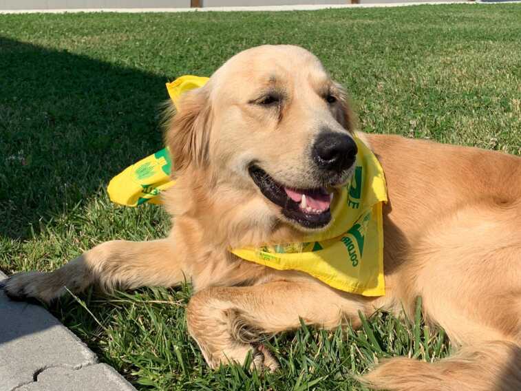Vacanze “pet friendly” in Puglia: in spiaggia e agriturismo aumentano i servizi per gli animali domestici