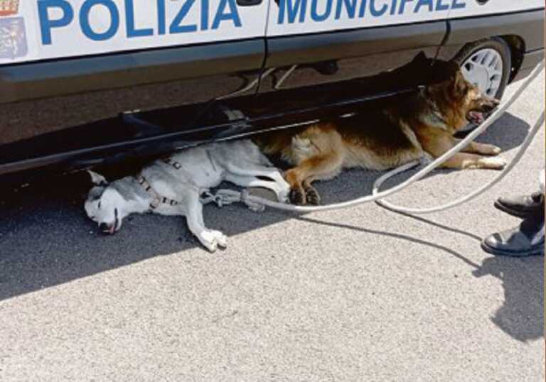 Andria, cani maltrattati in un’autorimessa. Scattano due denunce
