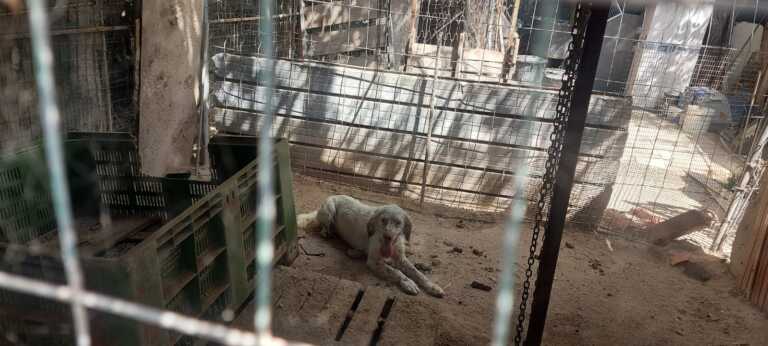 Foggia, dopo 2 anni torna il canile abusivo in via Almirante: animali all’aperto con temperature vicine ai 50 gradi