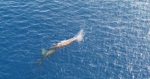 Lecce, sorpresa in mare: Goletta Verde avvista un capodoglio col suo piccolo – VIDEO