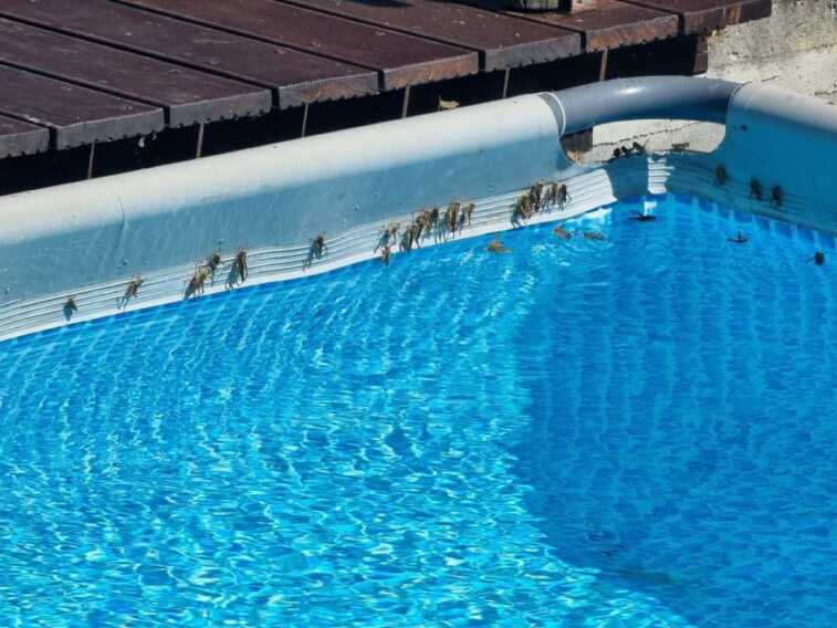 Città invase dalle cavallette, ma è solo per colpa del caldo? I residenti chiedono interventi di disinfestazione – VIDEO